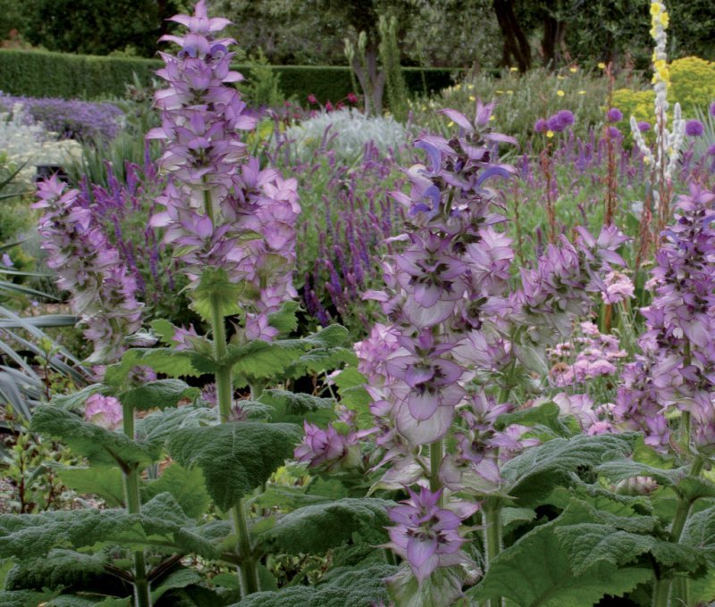 Clary sage